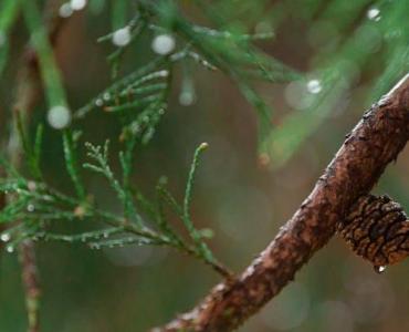 Mini-kiwi bez tajemnic: jak dobrać pnącza aktinidii – męskie i żeńskie – by doczekać się słodkich plonów