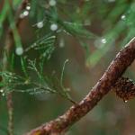 Mini-kiwi bez tajemnic: jak dobrać pnącza aktinidii – męskie i żeńskie – by doczekać się słodkich plonów