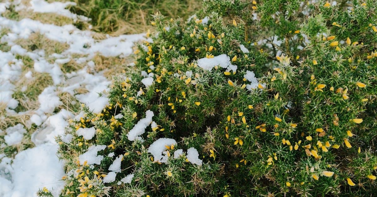 Doniczkowe lilaki Meyera: jak wybrać krzewy, które rozkwitną na balkonie i tarasie