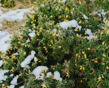 Doniczkowe lilaki Meyera: jak wybrać krzewy, które rozkwitną na balkonie i tarasie