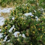 Doniczkowe lilaki Meyera: jak wybrać krzewy, które rozkwitną na balkonie i tarasie