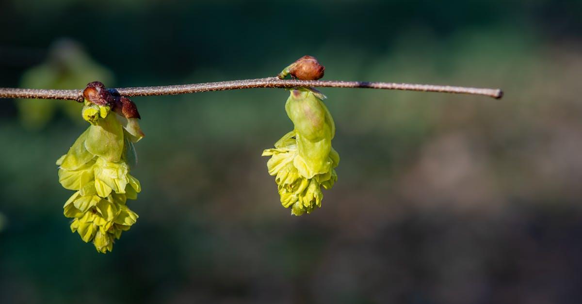 Plecione z leszczyny: 15 pomysłów na naturalne arkady i zielone tunele w ogrodzie