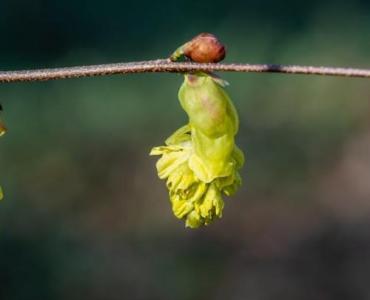 Plecione z leszczyny: 15 pomysłów na naturalne arkady i zielone tunele w ogrodzie