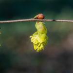 Plecione z leszczyny: 15 pomysłów na naturalne arkady i zielone tunele w ogrodzie