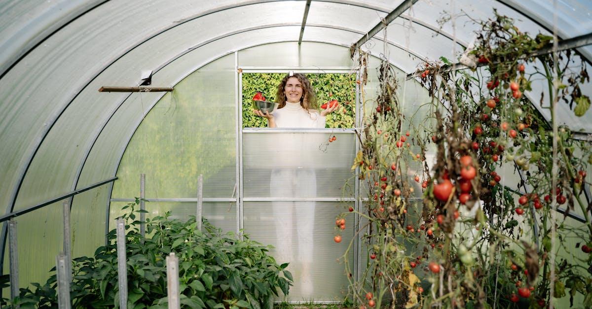 Zimowe zioła pod folią: zbuduj niski mini‑tunel w weekend – tanio i skutecznie