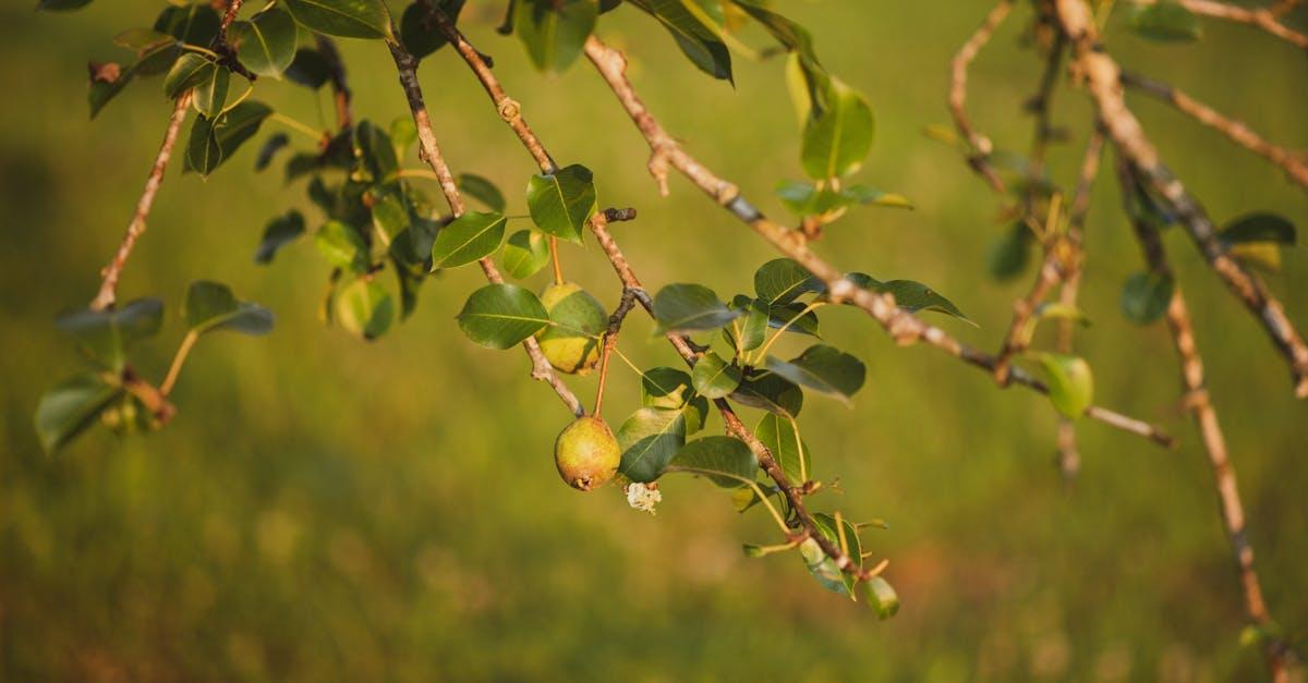 Pozbądź się rdzy z gruszy naturalnie: sprawdzone metody i zdrowe zbiory
