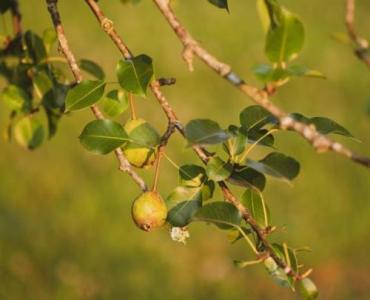 Pozbądź się rdzy z gruszy naturalnie: sprawdzone metody i zdrowe zbiory