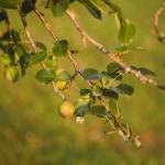 Pozbądź się rdzy z gruszy naturalnie: sprawdzone metody i zdrowe zbiory