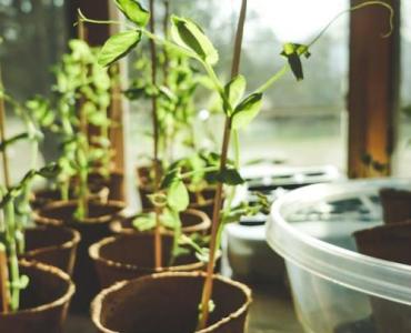 Zrób to sam: sadzonki tawułki chińskiej — prosty sposób na bujne, zielone rabaty