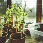 Zrób to sam: sadzonki tawułki chińskiej — prosty sposób na bujne, zielone rabaty