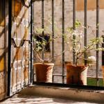 Lekkie, a wytrzymałe: pomysły na donice z włókna szklanego do ogrodu i wnętrz