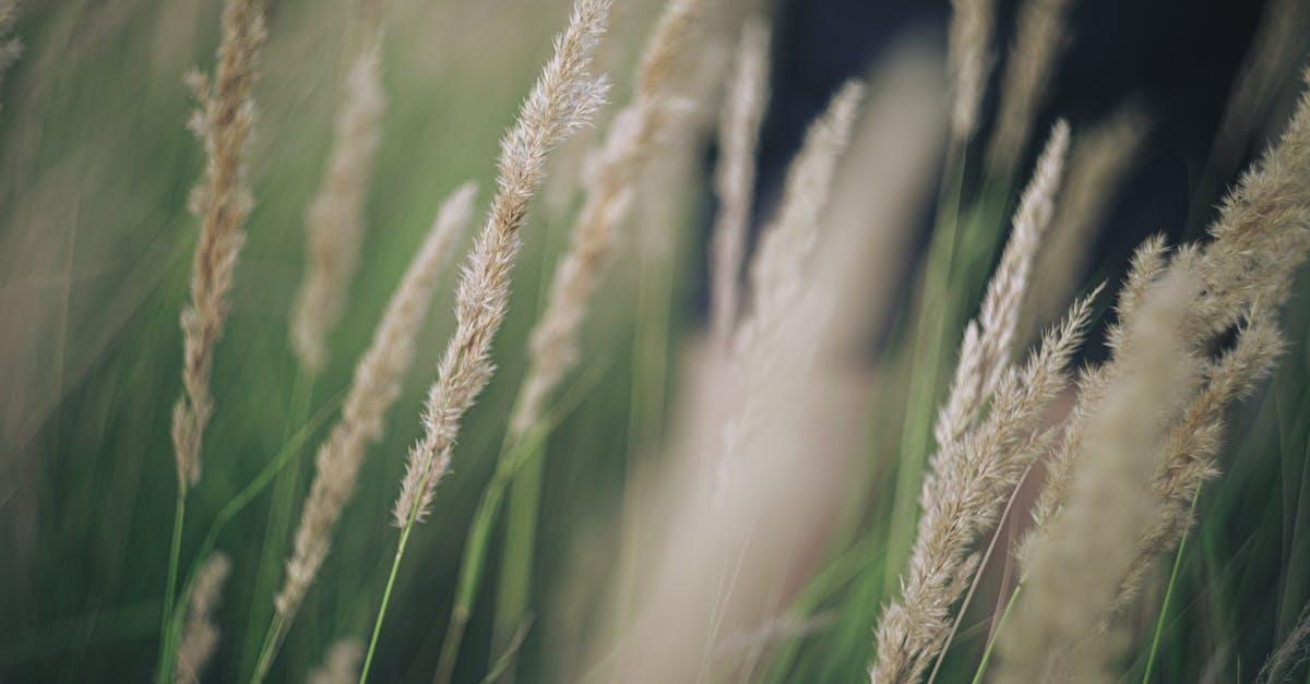 Mikrooaza z niskich traw ozdobnych: zakładanie krok po kroku nawet na skrawku ziemi