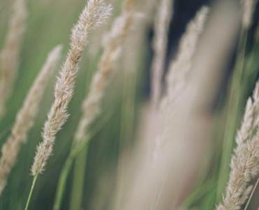 Mikrooaza z niskich traw ozdobnych: zakładanie krok po kroku nawet na skrawku ziemi