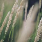 Mikrooaza z niskich traw ozdobnych: zakładanie krok po kroku nawet na skrawku ziemi