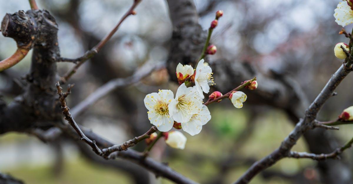 Śliwy austriackie w niskim szpalerze: krok po kroku do obfitych zbiorów i pięknej, owocowej ściany