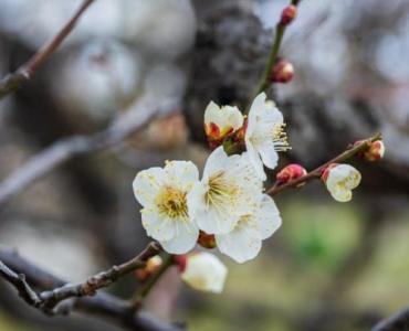 Śliwy austriackie w niskim szpalerze: krok po kroku do obfitych zbiorów i pięknej, owocowej ściany