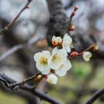 Śliwy austriackie w niskim szpalerze: krok po kroku do obfitych zbiorów i pięknej, owocowej ściany