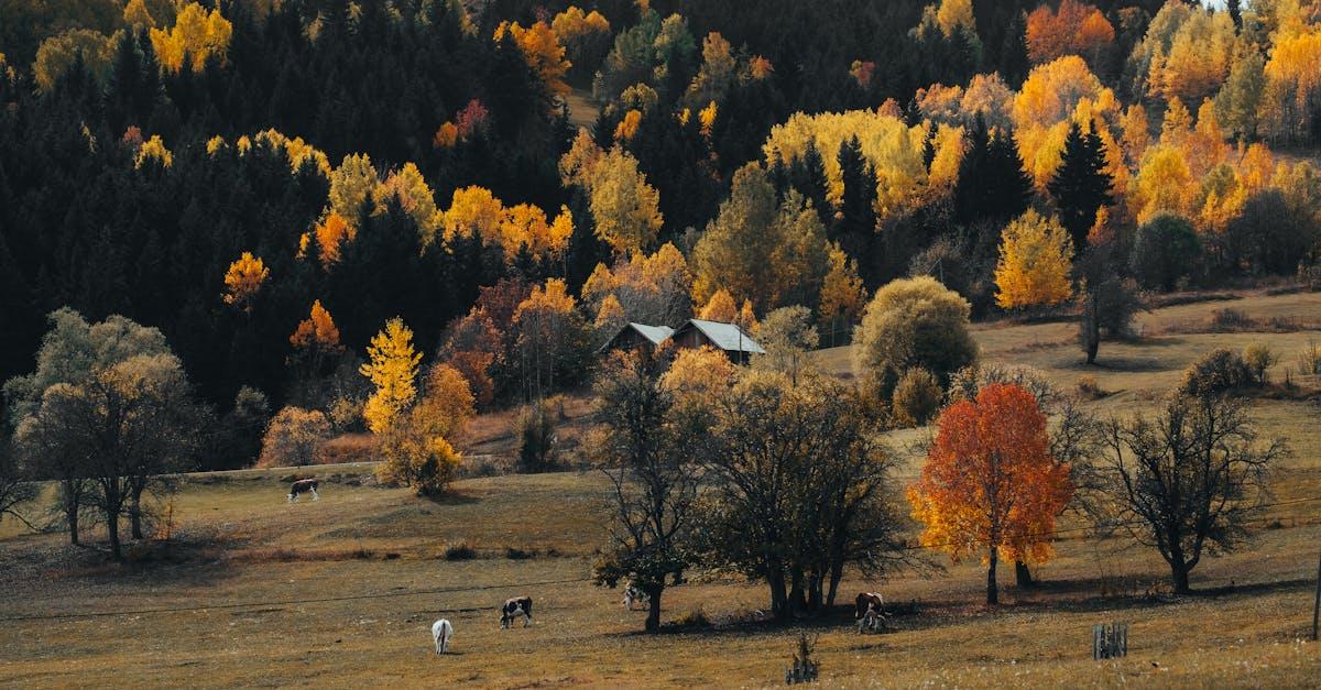 Jesień w odcieniach malin: inspirujące aranżacje z liśćmi, które ocieplą Twoje wnętrze