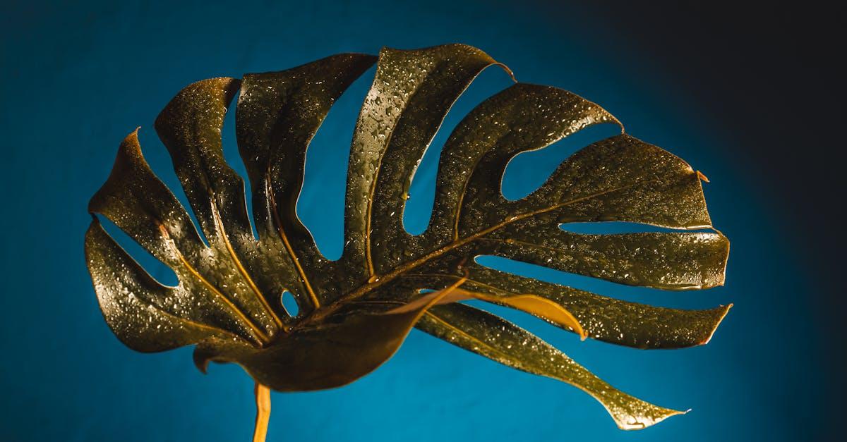 Monstera, która nigdy nie więdnie: pomysły na zachwycające girlandy ze sztucznych liści