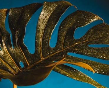 Monstera, która nigdy nie więdnie: pomysły na zachwycające girlandy ze sztucznych liści