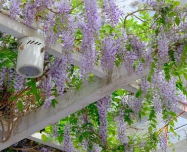 Pergola w objęciach powojników chińskich: inspiracje na zachwycającą dekorację ogrodu