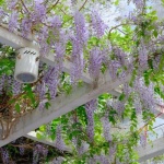 Pergola w objęciach powojników chińskich: inspiracje na zachwycającą dekorację ogrodu