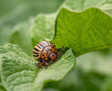 Naturalna tarcza dla ziemniaków: skuteczne, biologiczne sposoby na drutowce