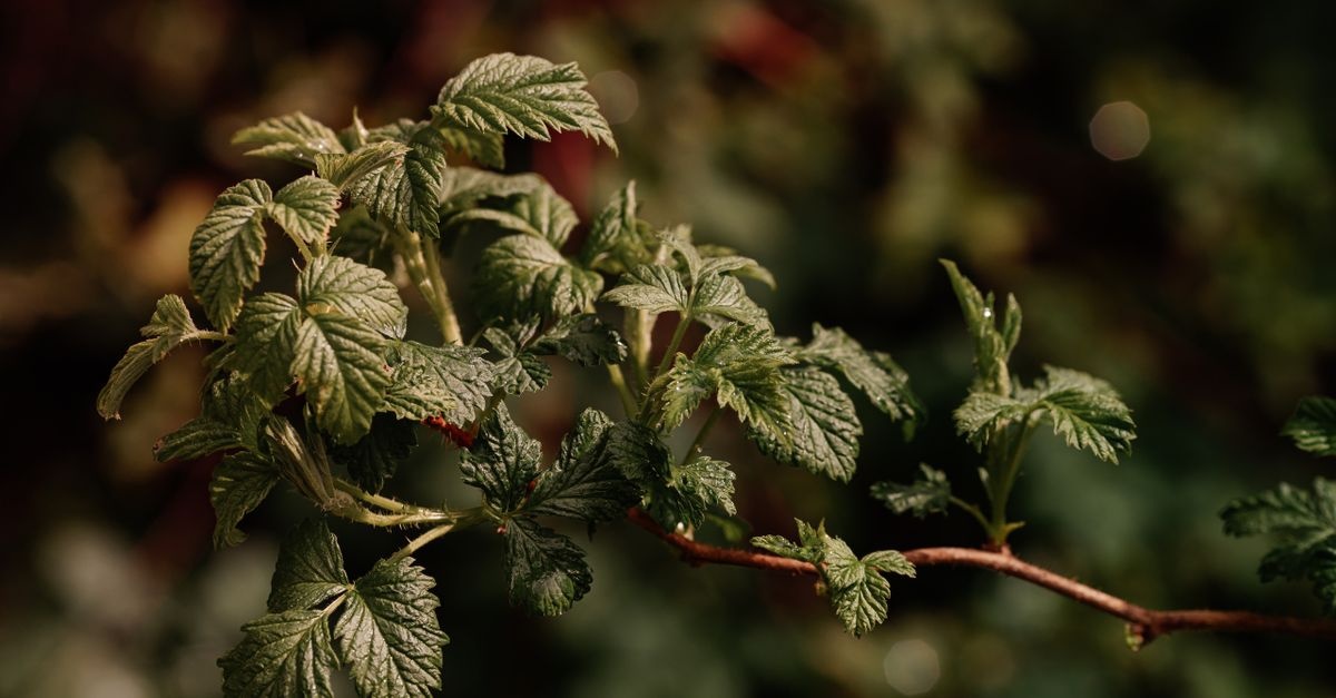 Wywarem w korzeń: jak naturalnie zwalczyć zgniliznę korzeni malin i uratować plon