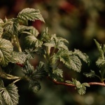 Wywarem w korzeń: jak naturalnie zwalczyć zgniliznę korzeni malin i uratować plon